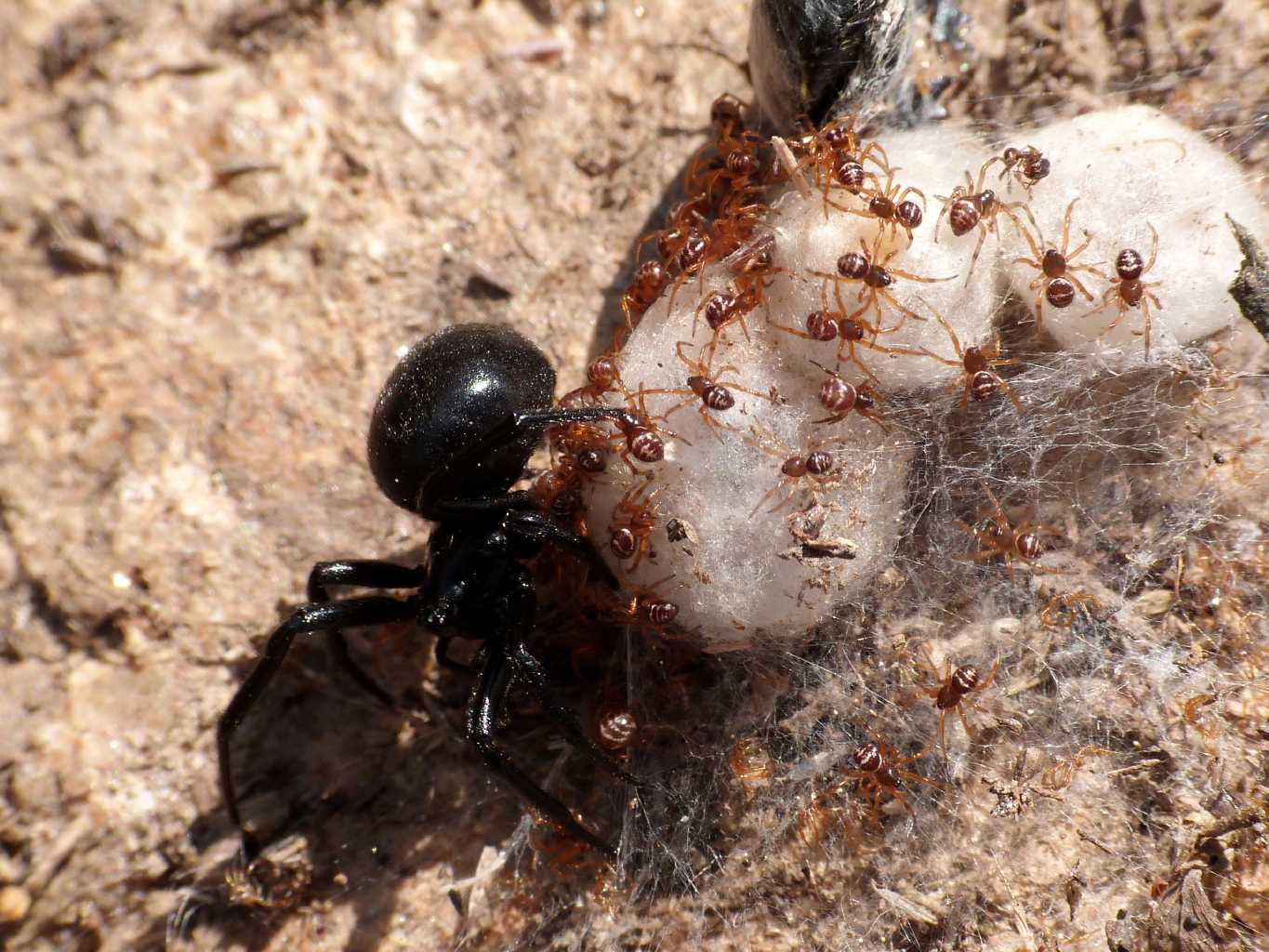 Steatoda paykulliana con prole . S. Teresa Gallura (OT)
